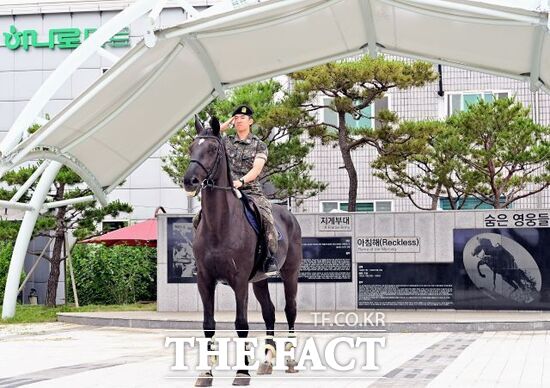 경기도가 지난 24일 연천군 백학광장에서 진행한 2025년 군마(軍馬) 레클리스 기념행사에서 마술 공연이 진행되고 있다. /경기도