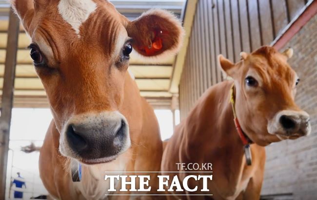 저지 품종. /경기도축산진흥센터