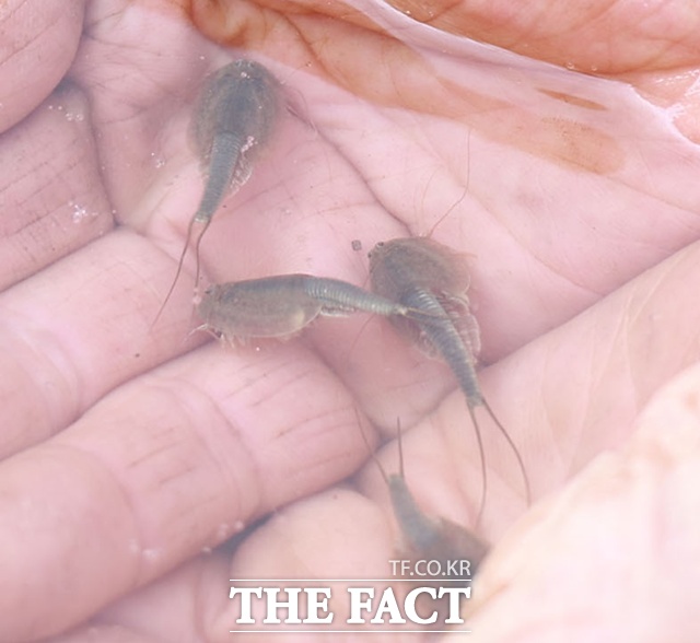 산청군에서 22년째 모습을 드러낸 친환경 지표인 긴꼬리투구새우 /산청