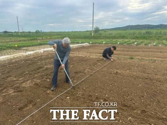 지난 24일 경기 파주시 작물실증시험포장에서 대한민국 대표 토종콩인 장단백목 품종보호출원을 위한 재배연구 콩파종 작업이 이뤄지고 있다./파주시
