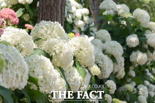 제4회 공주 유구 색동수국정원 꽃 축제가 27일 유구 색동수국정원과 유구 전통시장 일원에서 개막해 관람객을 맞고 있다. /공주시