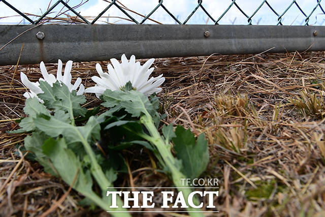 제주항공 참사 유족들은 179명의 억울한 희생자들과 가족을 잃고 절규하는 유가족들의 목소리가 세상에 끝내 닿기를 바라는 마음으로 아직까지 무안공항에 남아 있다고 말했다. 사진은 제주항공 여객기 참사 발생 이틀째인 30일 오후 전남 무안국제공항 사고 현장 인근에 애도의 편지와 함께 국화꽃이 놓여 있는 모습. /무안=장윤석 기자