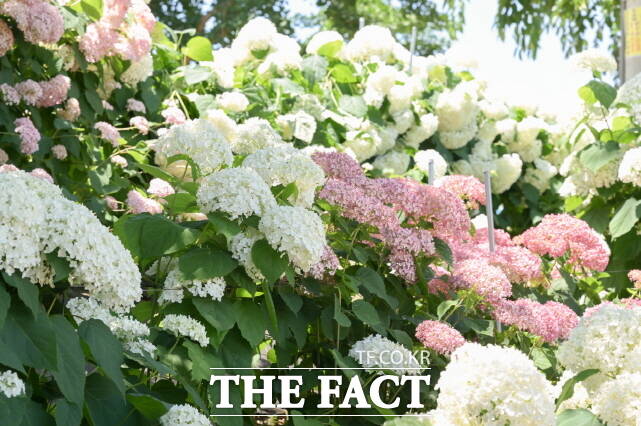 제4회 공주 유구 색동수국정원 꽃 축제가 27일 유구 색동수국정원과 유구 전통시장 일원에서 개막해 관람객을 맞고 있다. /공주시