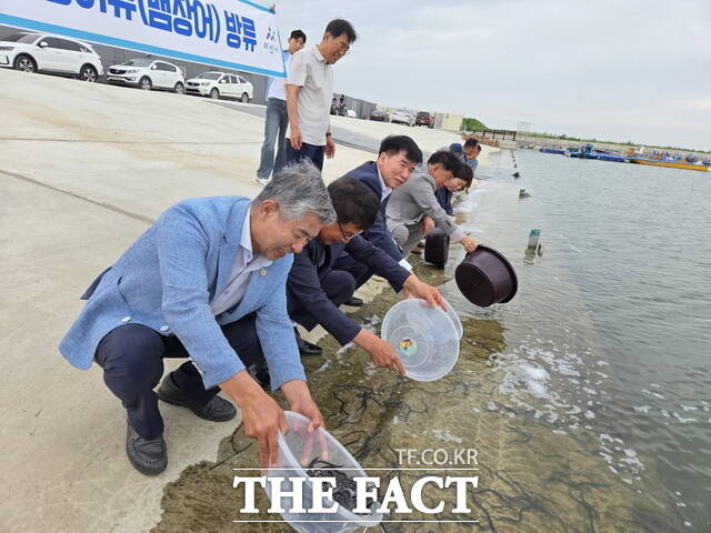 아산시가 아산호와 삽교호 일원에 실뱀장어 치어 총 4만 2000마리를 방류했다./아산시