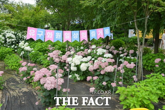 제4회 공주 유구 색동수국정원 꽃 축제가 27일 유구 색동수국정원과 유구 전통시장 일원에서 개막해 관람객을 기다리고 있다. /공주시
