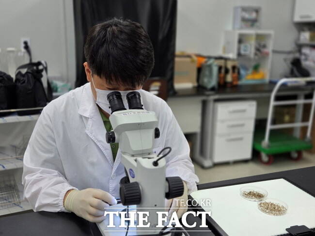 경기도보건환경연구원 관계자가 일본뇌염 매개모기를 분류하고 있는 모습 /경기도