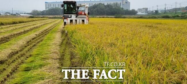 정부가 하반기 외국인 계절근로자가 2만2731명을 추가 배정한다고 27일 밝혔다. 사진은 용인시 한 농가에서 쌀을 수확하고 있는 모습./더팩트DB