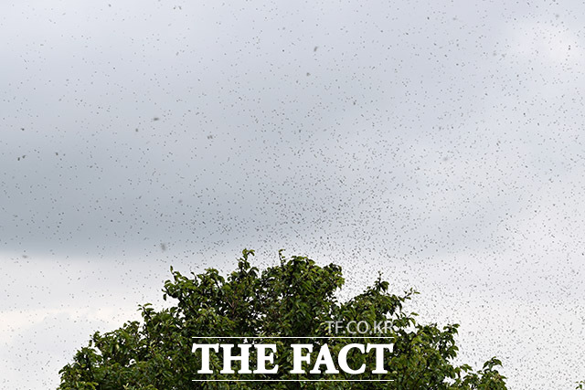 끝없이 나타나는 러브버그 무리들