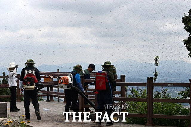 러브버그로 인해 사라져 버린 계양산 푸른 하늘.