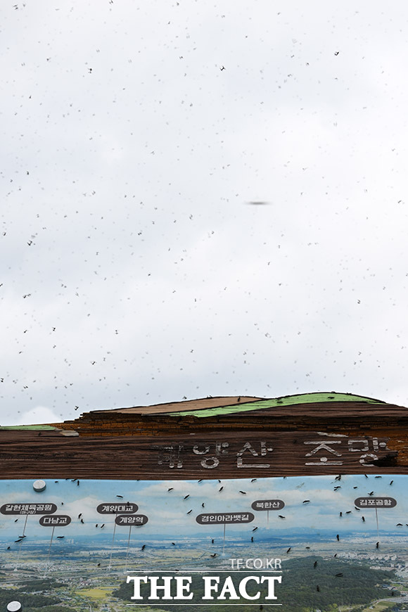 줄어들지 않고 계양산 점령한 러브버그 무리.