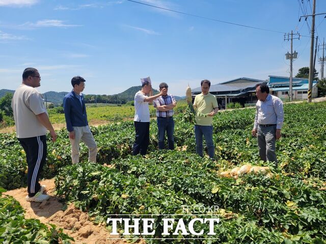 2025년산 전남 나주 봄 무 수확 현장. /aT