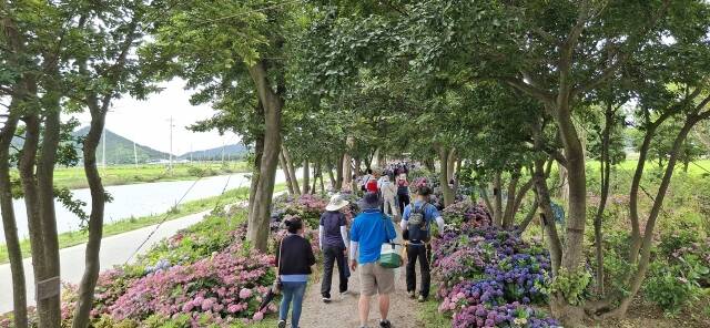 섬 수국축제를 찾은 관람객들이 수국길을 걷고 있다. /신안군