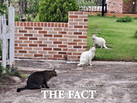 경기도 내 서식중인 길고양이들의 모습./경기도