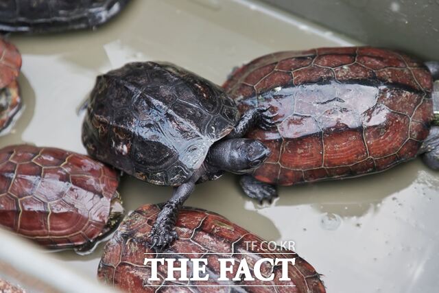 28일 합덕제 백련지 일원에 방생한 천연기념물 남생이. /당진시