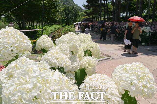 제4회 공주 유구색동수국정원 꽃 축제장 전경 /공주시