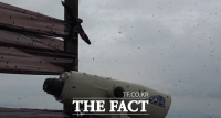  “지옥이 따로 없다”…러브버그에 점령 당한 계양산 [현장FACT]