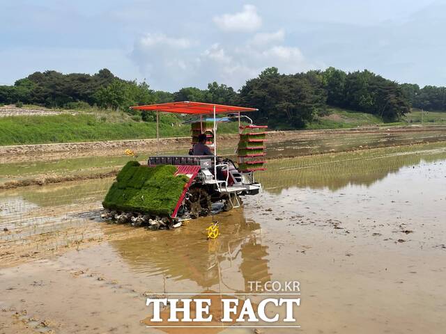 당진시 드문모 이앙 현장. /당진시