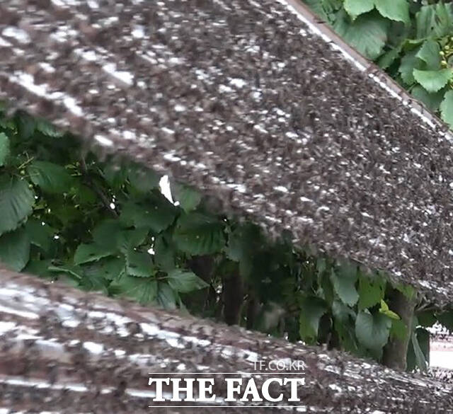 인천 계양산을 점령했고, 수도권 전역으로 퍼진 러브버그의 악명 속에 러브버그 먹방까지 한 유튜버도 등장했다. 사진은 6월 30일 러브버그 사체로 뒤덮인 인천 계양산 정상의 끈끈이. /계양산=오승혁 기자