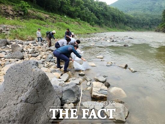경기 포천시 관계자들과 포천 지역 어업인들이 지난달 말 해양수산부 지정 2025년 실뱀장어 방류 주간에 맞춰 실뱀장어 1만 3000여 마리를 한탄강 및 영평천 일원에 방류하고 있다./포천시