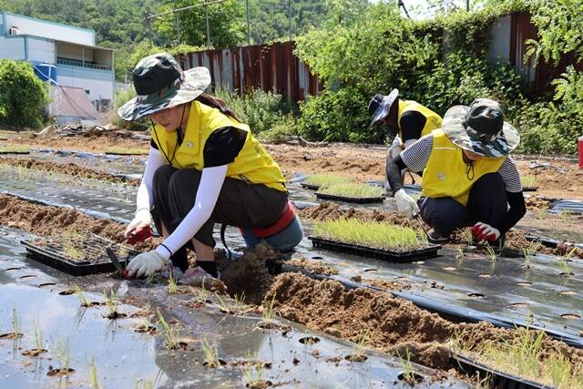지난달 30일 오뚜기 임직원이 경북 구미에 위치한 대파 농가를 찾아 모종 심기 봉사활동을 진행하고 있다. /오뚜기