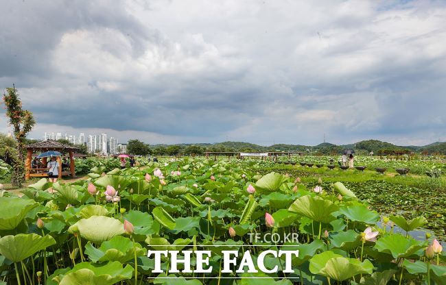 연꽃테마파크 전경. /시흥시