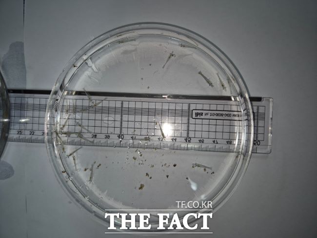 블랙타이거새우 치하/경기도해양수산자원연구소