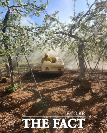 당진 지역 농가 사과 적화제 살포 장면. /당진시