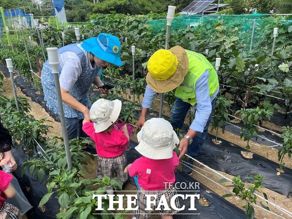 대덕구노인종합복지관은 3일 복지관 지하 1층에 조성된 텃밭에서 노인일자리 나눔봉사단 참여 어르신들과 지역 내 유관기관이 연계해 아이들과 함께하는 세대통합 텃밭 수확 체험 프로그램 나눔 한줌을 진행했다. /대덕구노인종합복지관