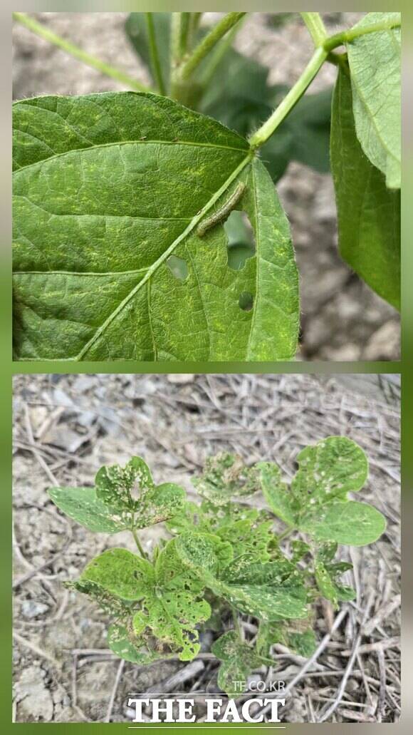 논콩 파밤나방 유충(위)과 유충 피해 농작물 /당진시