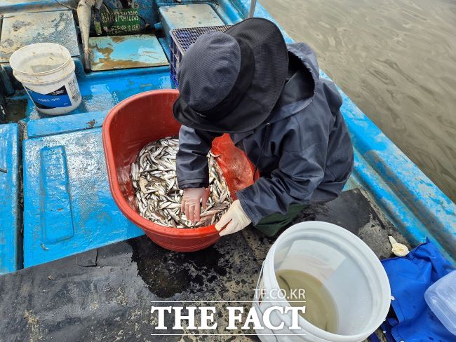 남양호 채집 민물고기. /경기도해양수산자원연구소