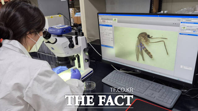 경북보건환경연구원 직원이 채집한 모기들을 분석하고 있다. /경북도