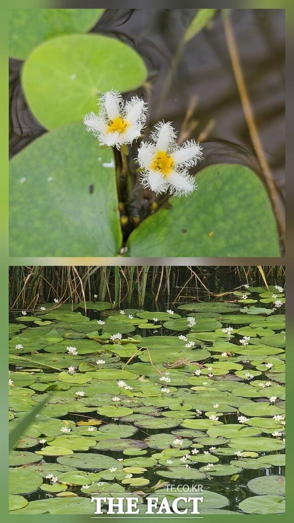 당진 합덕제에 자생하는 하얀 어리연꽃. /당진시