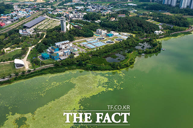 폭염이 이어지고 있는 8일 오후 의왕시 왕송호수가 녹조로 인해 초록빛을 띠고 있다. /의왕=장윤석 기자