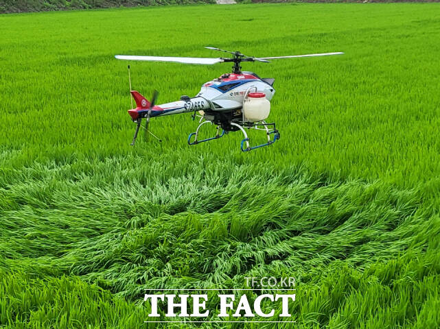 벼 병해충 항공 공동방제 장면. /공주시