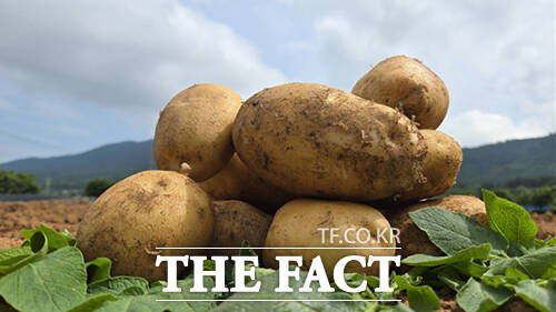 서산시 씨감자 생산단지에서 올해 생산된 금선 씨감자. /서산시.