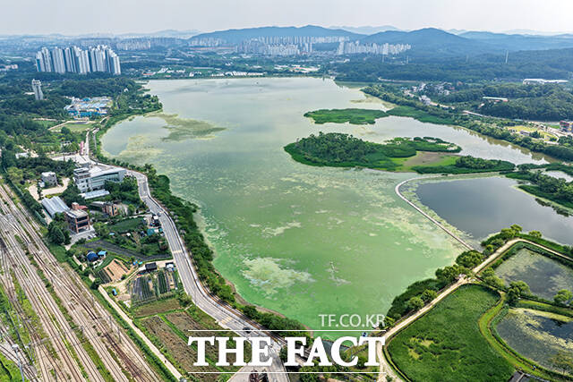 전국 대부분 지역에 폭염특보가 내려진 8일 오후 경기도 의왕시 왕송호수가 녹조로 인해 초록빛을 띄고 있다. /의왕=장윤석 기자