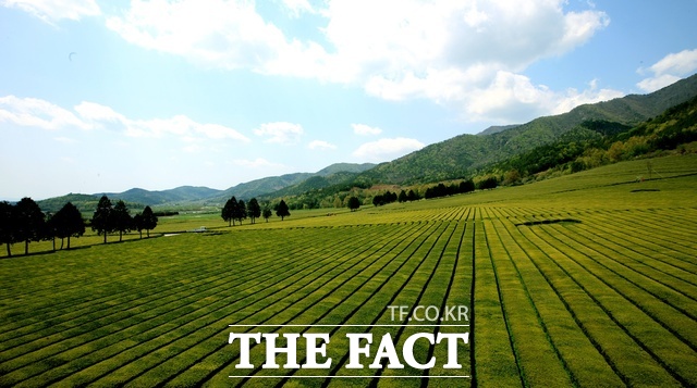 보성군 차밭. /보성군