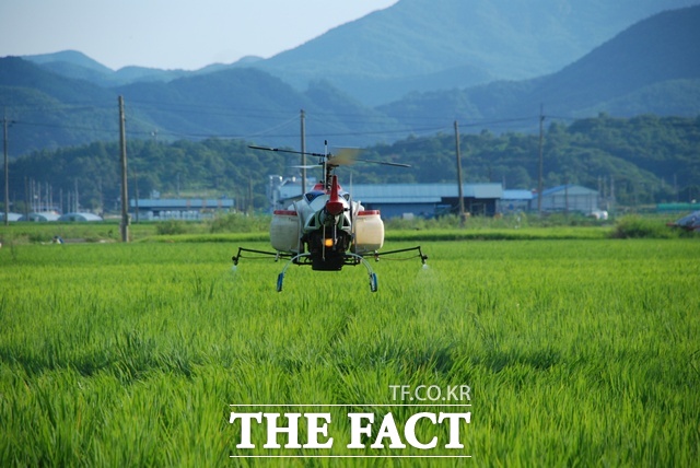 무인헬기를 활용한 벼 병해충 방제 모습. /합천군