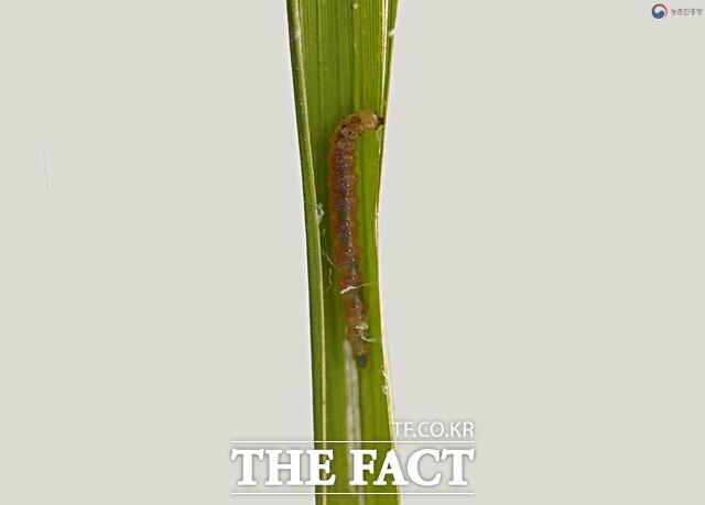 혹명나방 애벌레/영암군