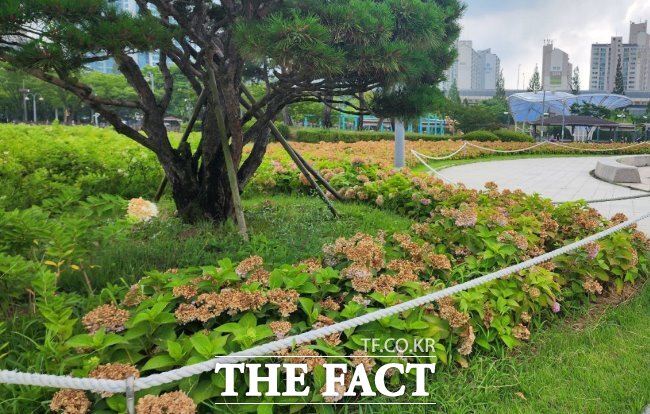 부천 상동호수공원에 수국이 만개했다. /부천시