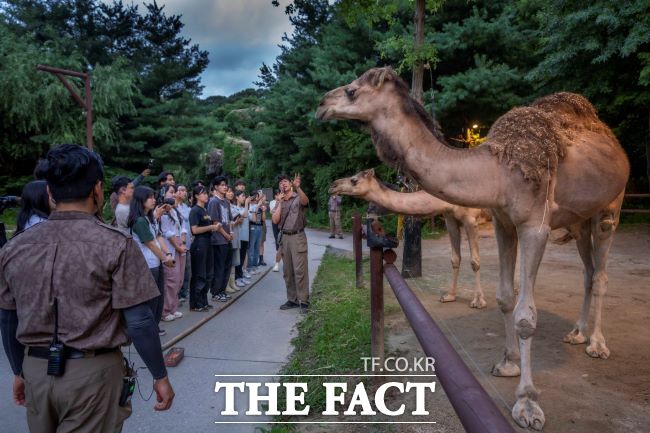 에버랜드 여름방학 동물 탐험_로스트밸리 썸머 선셋 어드벤처/에버랜드