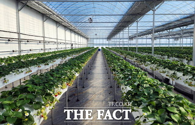 아산시 농업기술센터에서 운용 중인 충남형 스마트팜 사관학교의 딸기 재배시설 내부. /아산시