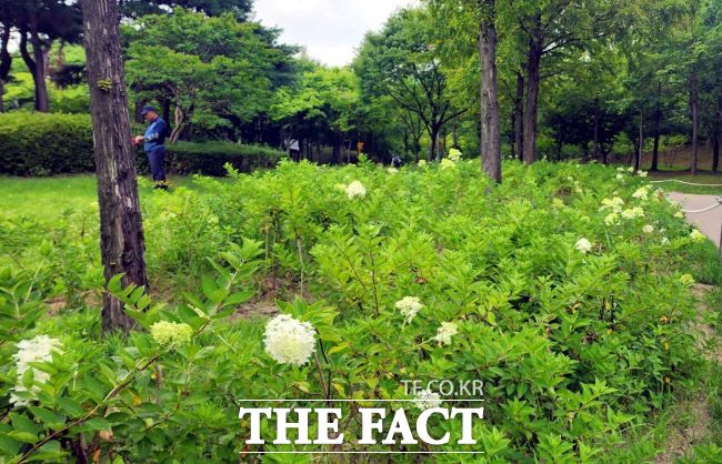 부천 상동호수공원에 수국이 만개했다. /부천시