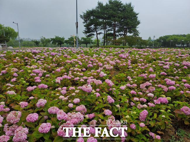 부천 상동호수공원에 수국이 만개했다. /부천시