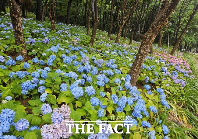 부천 도당공원에 수국이 만개했다. /부천시
