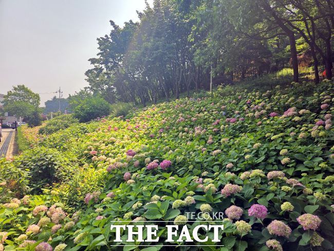 부천 도당공원에 수국이 만개했다. /부천시