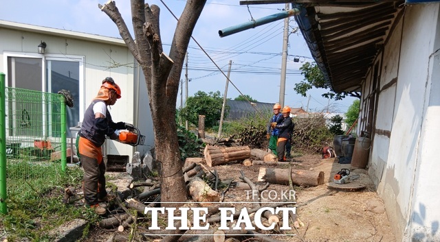 예산군이 위험수목 제거를 하고 있다. /예산군