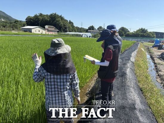 경기 포천시 관계자와 농민이 지역 내 한 벼 재배지를 찾아 예찰활동을 벌이고 있다./포천시