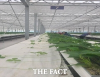  논산시, 혹서기 맞아 우량 딸기묘 집중 관리