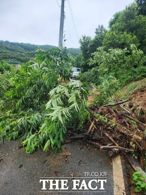 17일 부여군 내 한 도로에 나무가 전도돼 있다. /부여군